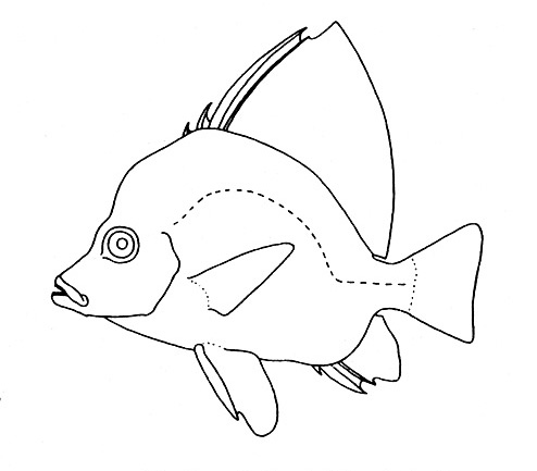 Representative of the Pentacerotidae family (Gosline & Brock, 1960, fig. 103)